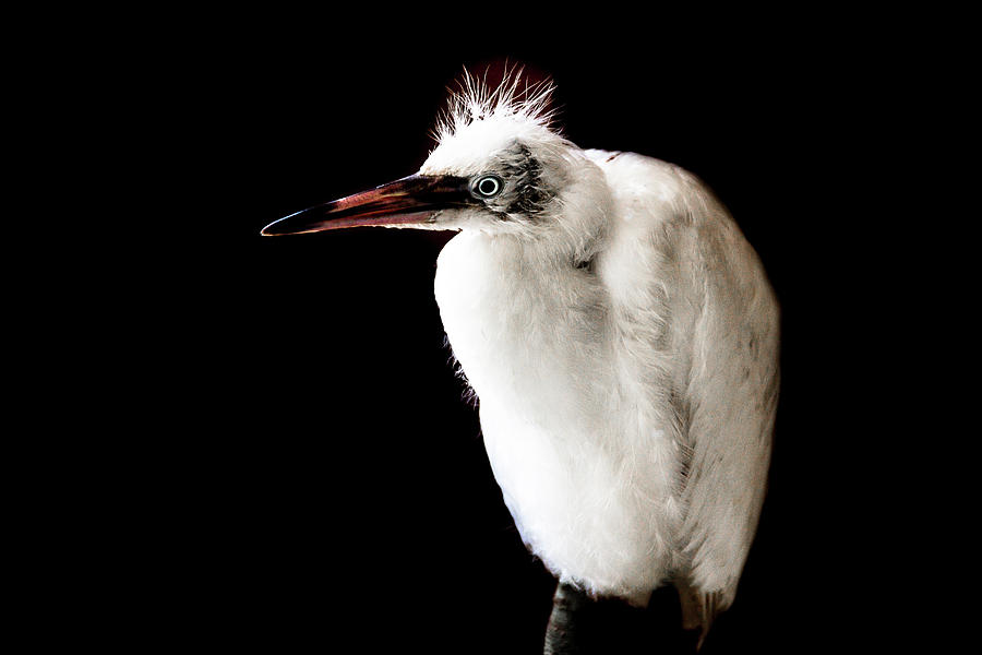 Juvenile Egret Profile Photograph by Amy Sorvillo