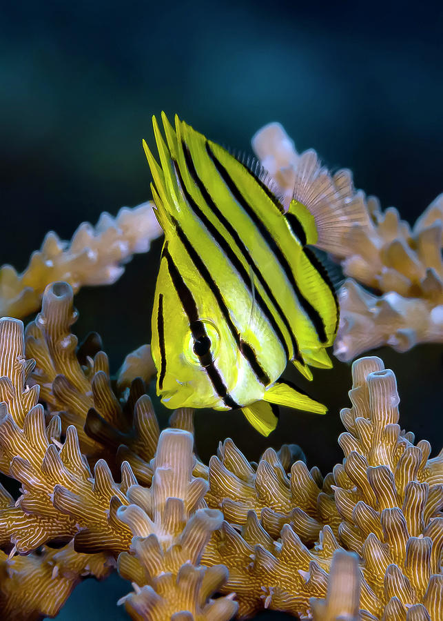 Juvenile Eight-banded Butterflyfish Photograph by Bruce Shafer