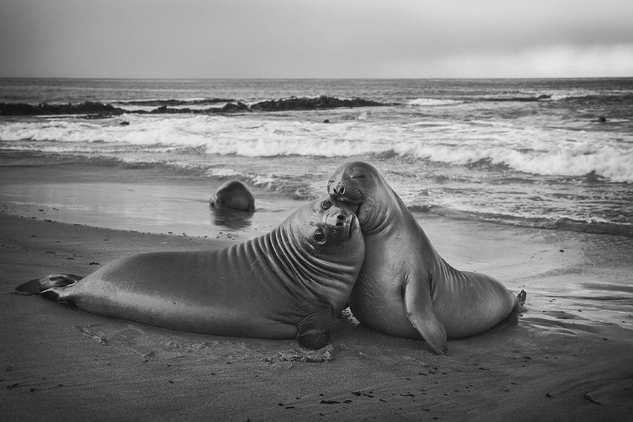Wildlife Photograph - Juvenile Elephant Seal by Joan Gil Raga