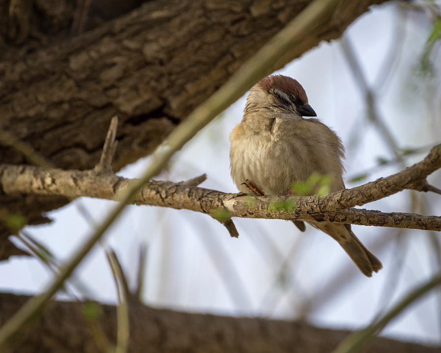 Juvenile Eurasian Tree Sparrow Zhangye Gansu China Photograph by Adam Rainoff