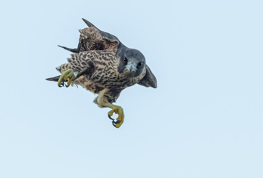 Falcon Photograph - Juvenile Falcon by Tao Huang
