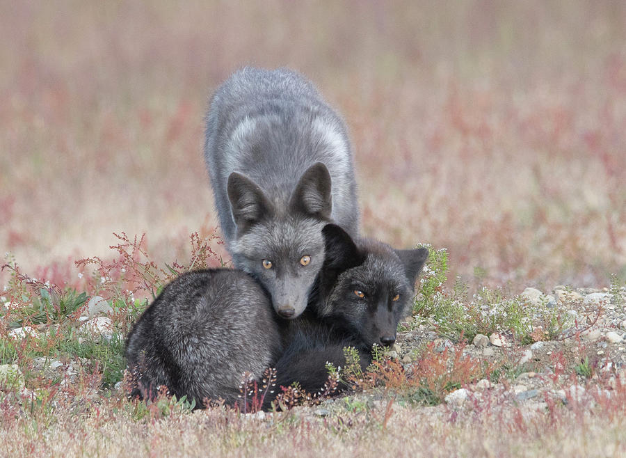 Juvenile Fox Siblings Photograph by Patrick Nowotny