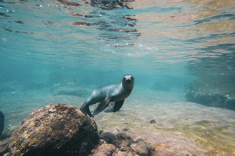 Wildlife Photograph - Juvenile Galapagos Sea Lion Playing And Staring Underwater With Camera by Cavan Images