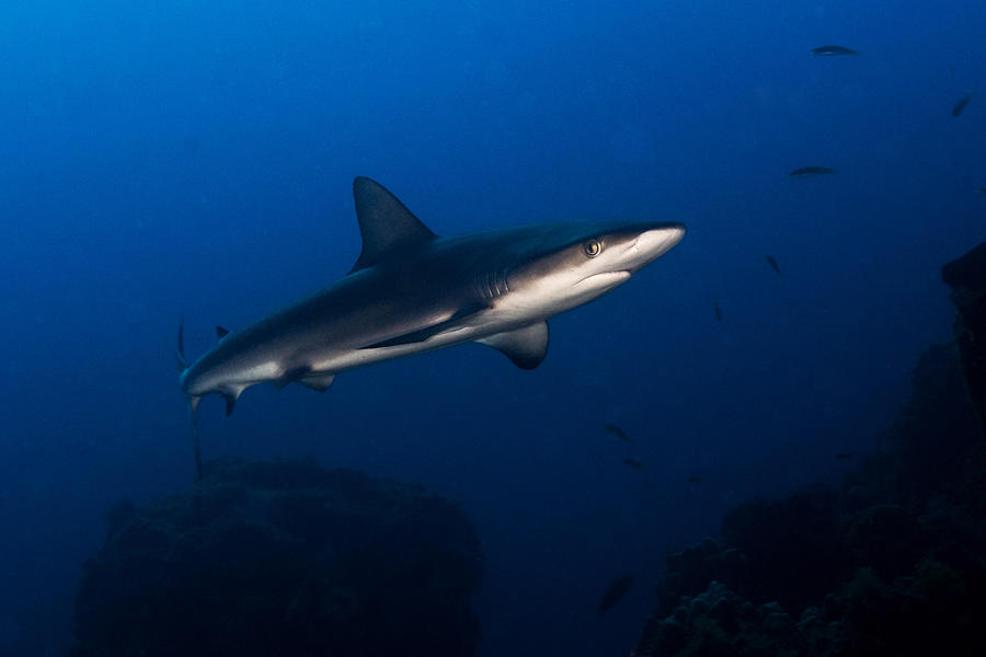 Juvenile Galapagos Shark Photograph by Ilan Ben Tov - Pixels