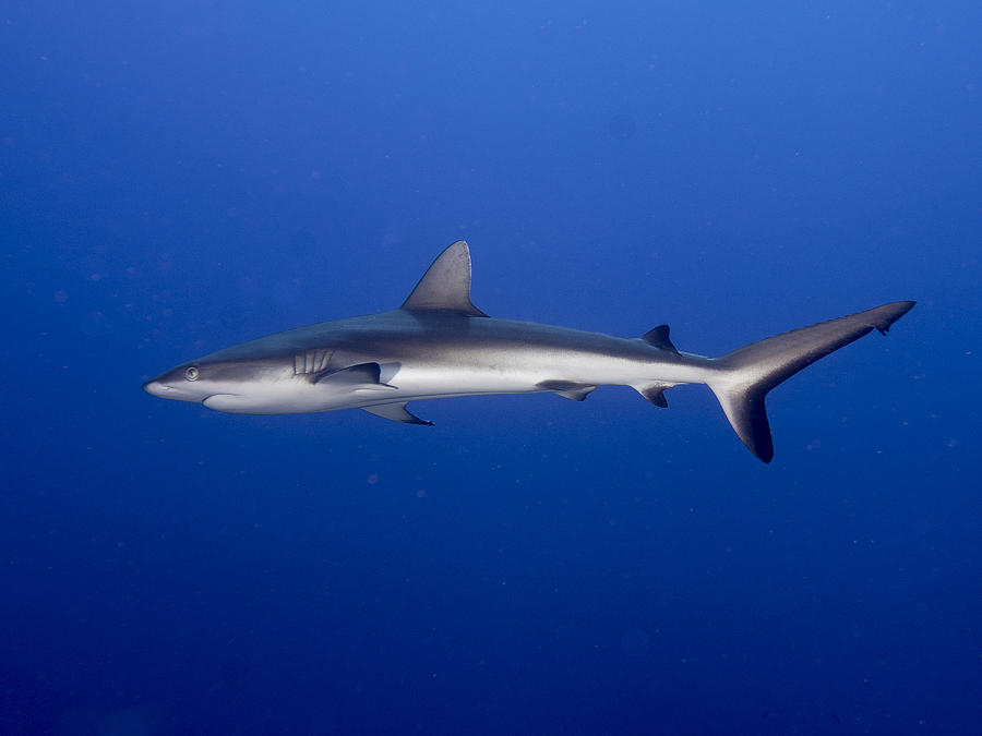 Juvenile  Grey Reef Shark (carcharhinus Amblyrhynchos) Photograph by Ilan Ben Tov