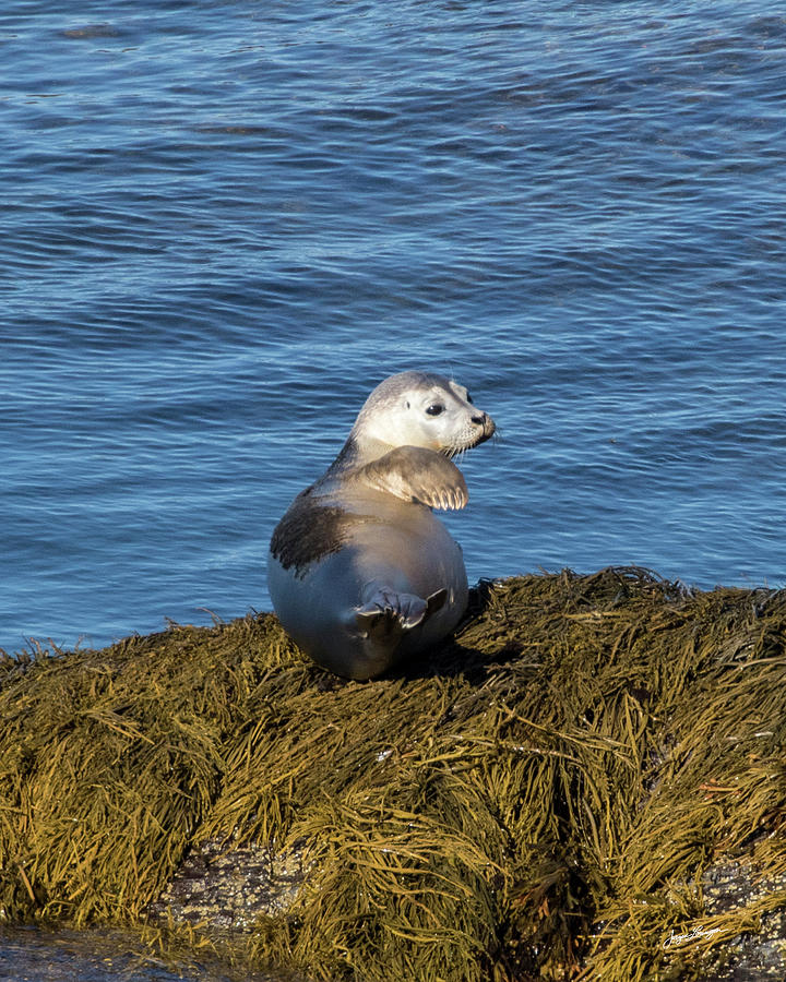Juvenile Grey Seal Photograph by Jurgen Lorenzen