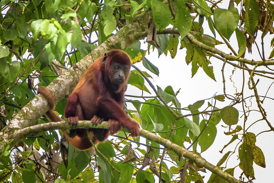 Juvenile Howler Monkey Santuario Otun Quimbaya Pereira Colombia Photograph by Adam Rainoff