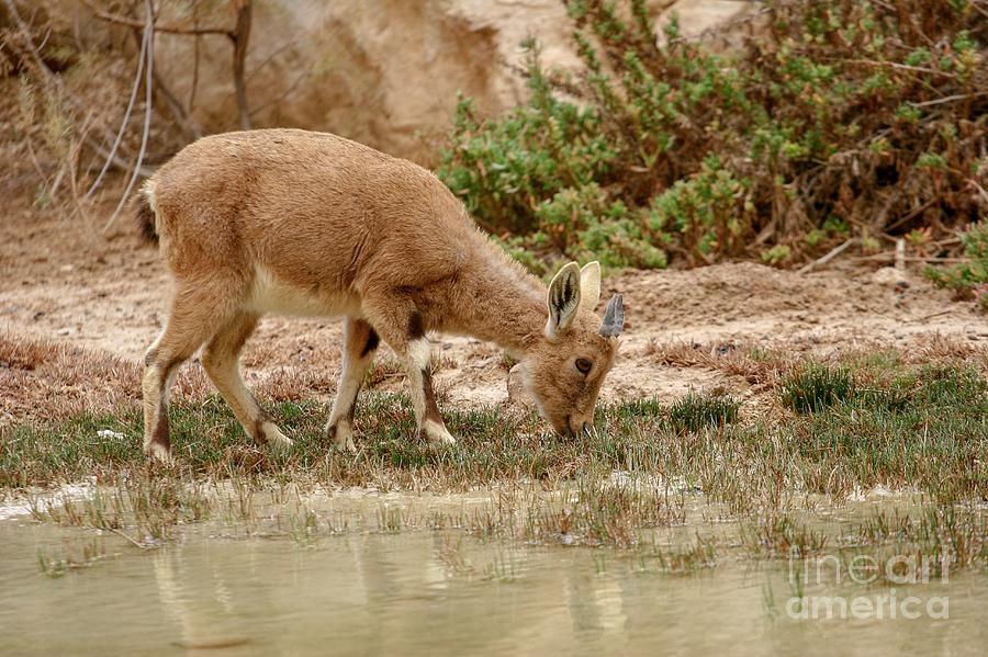 Juvenile Ibex Photograph by Photostock-israel/science Photo Library