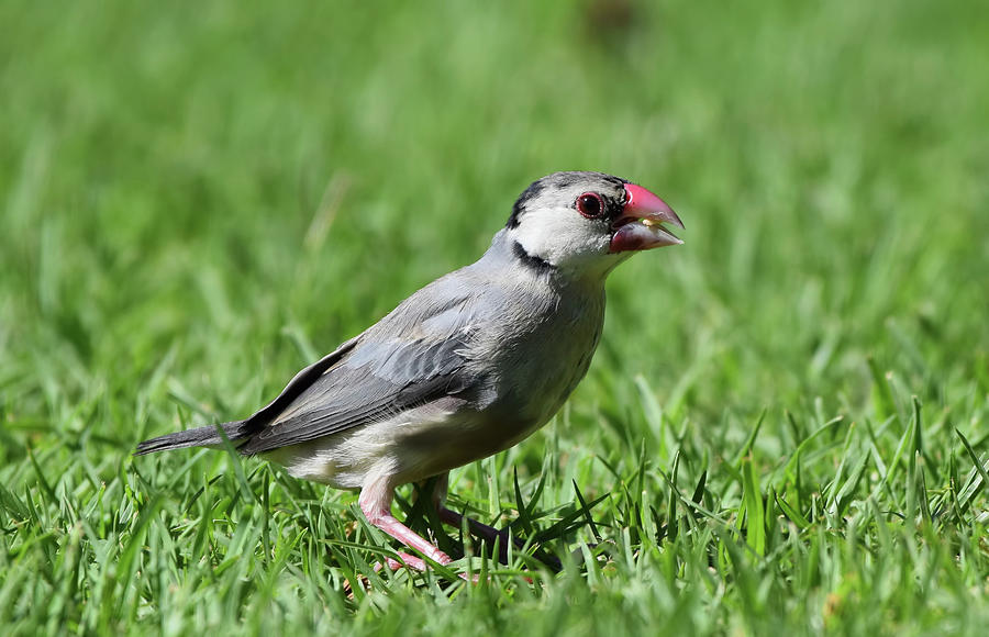 Juvenile Java Sparrow by Pamela Walton Juvenile Java Sparrow by Pamela Walton
