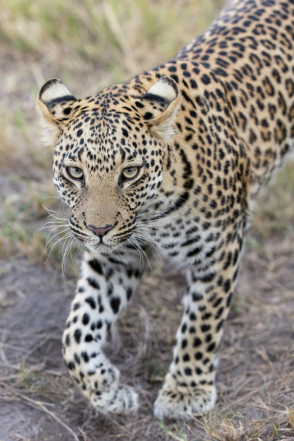 Juvenile Leopard In Jao Reserve Photograph by Suzi Eszterhas
