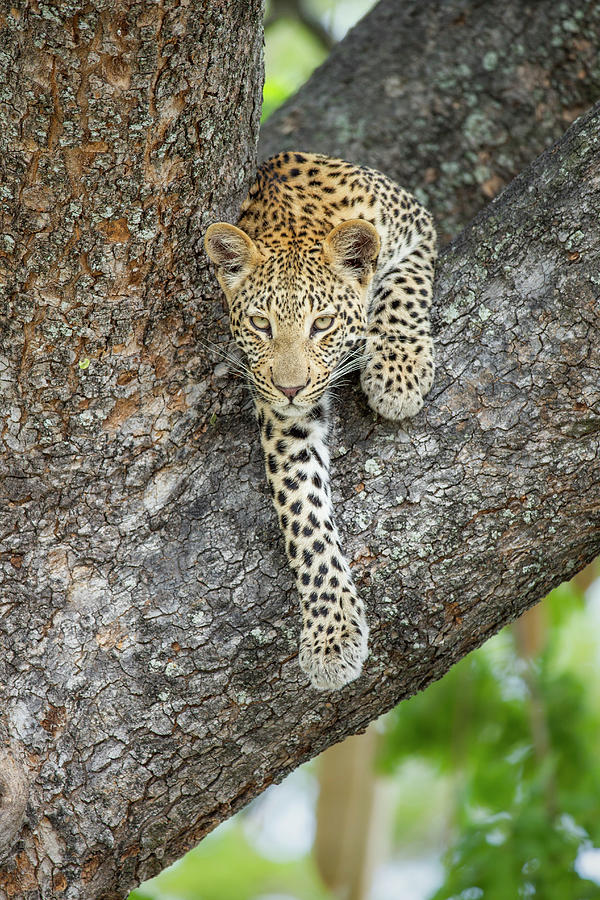 Juvenile Leopard In Tree Photograph by Suzi Eszterhas