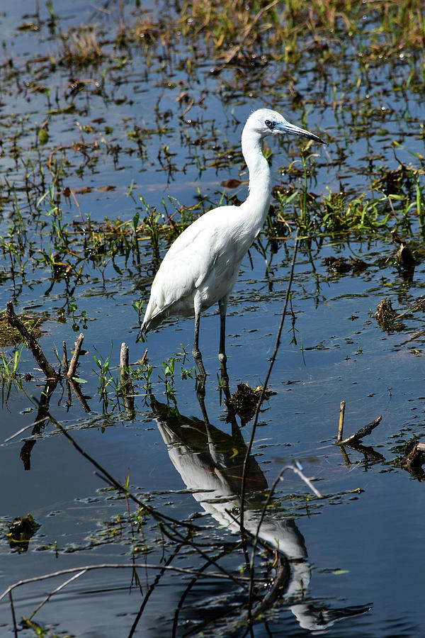 Juvenile Little Blue Heron by William Tasker Juvenile Little Blue Heron by William Tasker
