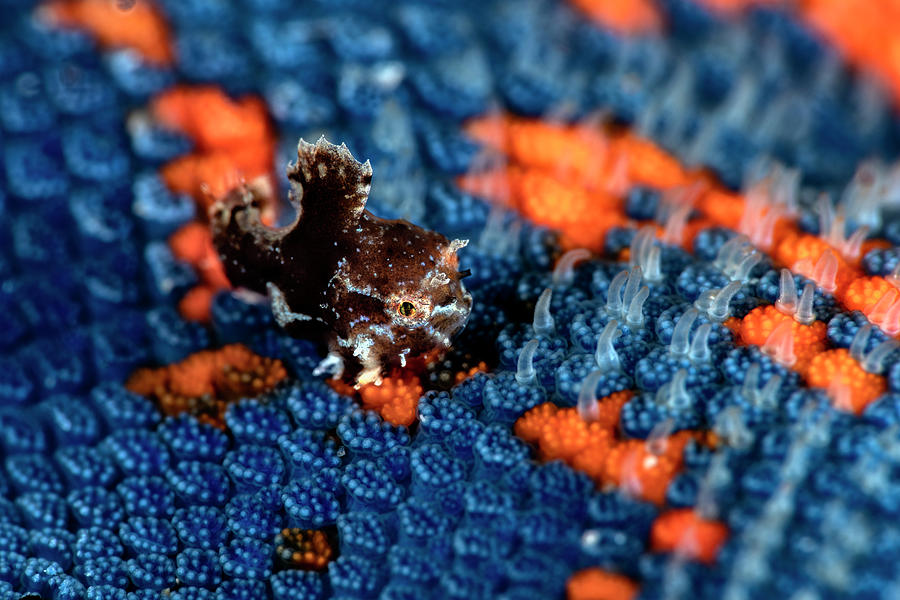 Juvenile Lumpfish , About 3mm In Size, Sitting On Blue Bat Photograph ...