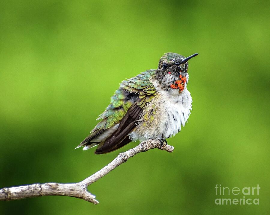 Juvenile Male Ruby-throated Hummingbird Showing His Beautiful Colors Photograph
