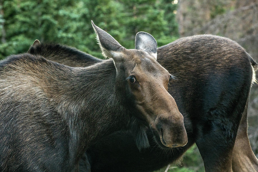 Juvenile Moose Photograph by Michael Putthoff