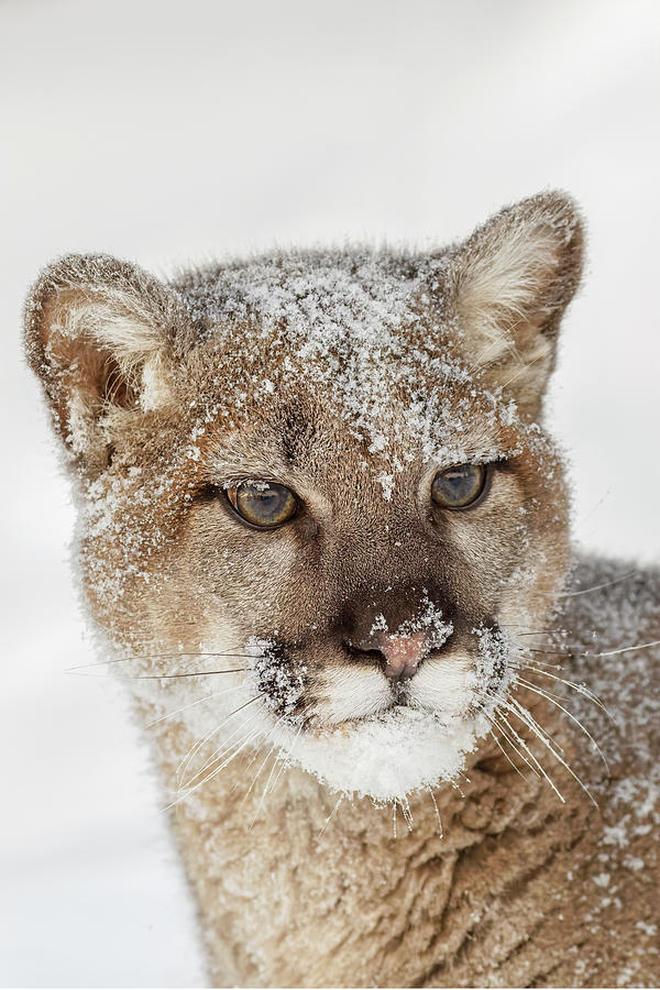 Juvenile Mountain Lion In Deep Winter Photograph By Adam Jones Fine