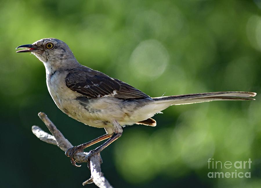 Northern Mockingbird Photograph - Juvenile Northern Mockingbird Posing by Cindy Treger Northern Mockingbird Photograph - Juvenile Northern Mockingbird Posing by Cindy Treger