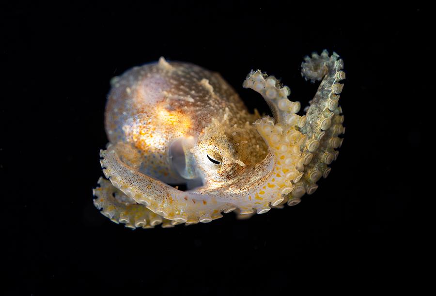 Juvenile Octopus Photograph by Ryan Y Lin