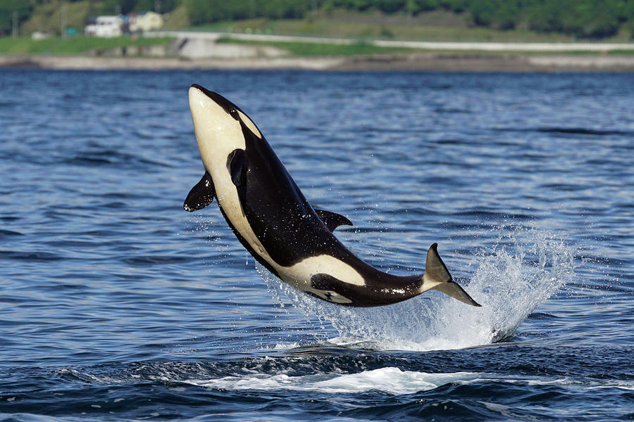 Juvenile Orca Leaping Photograph by Hiroya Minakuchi