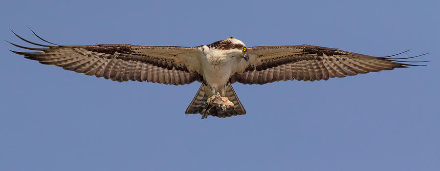 Juvenile Osprey Flying With Fish Photograph by Steven Rossi | Pixels