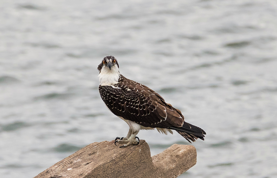 Juvenile Osprey Looking at You Photograph by Loree Johnson