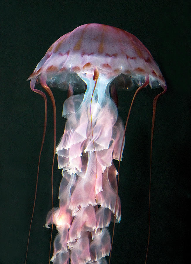 Juvenile Purple-striped Jellyfish Photograph by Smc Images