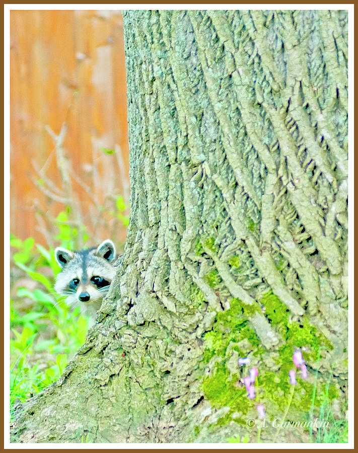 Juvenile Raccoon Peeks Out From Behind a Tree Photograph by A Macarthur Gurmankin