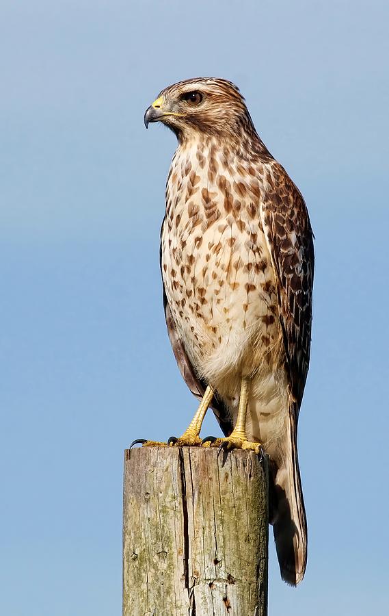 Juvenile Red-shouldered Hawk Photograph by HH Photography of Florida