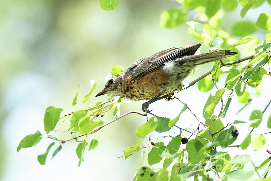 Juvenile Robin by Michael D Miller Juvenile Robin by Michael D Miller