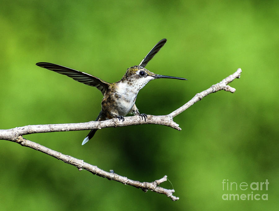 Juvenile Ruby-throated Hummingbird Displaying Beautiful Form Photograph