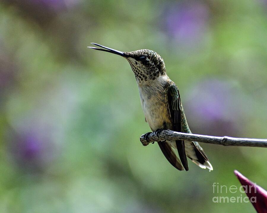 This Juvenile Ruby-throated Hummingbird Has Lots Of Personality Photograph