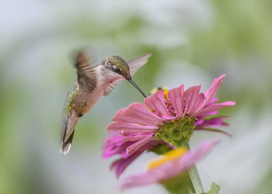 Juvenile Ruby-throated Hummingbird Photograph by Li Chen - Fine Art America