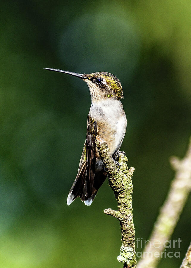 Juvenile Ruby-throated Hummingbird Posing Photograph