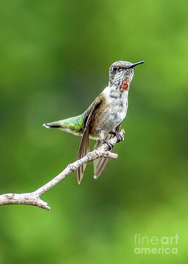 Juvenile Ruby-throated Hummingbird Resting His Wings Photograph