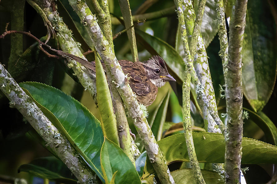 Juvenile Rufous Collared Sparrow Murillo Tolima Colombia Photograph by Adam Rainoff