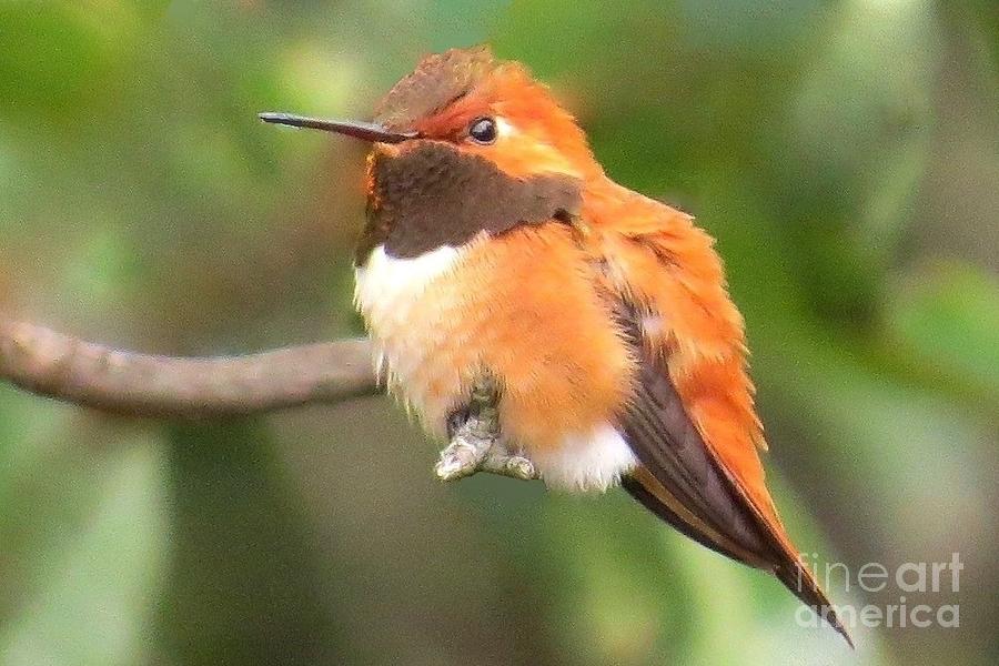 Juvenile Rufous by Frank Townsley Juvenile Rufous by Frank Townsley