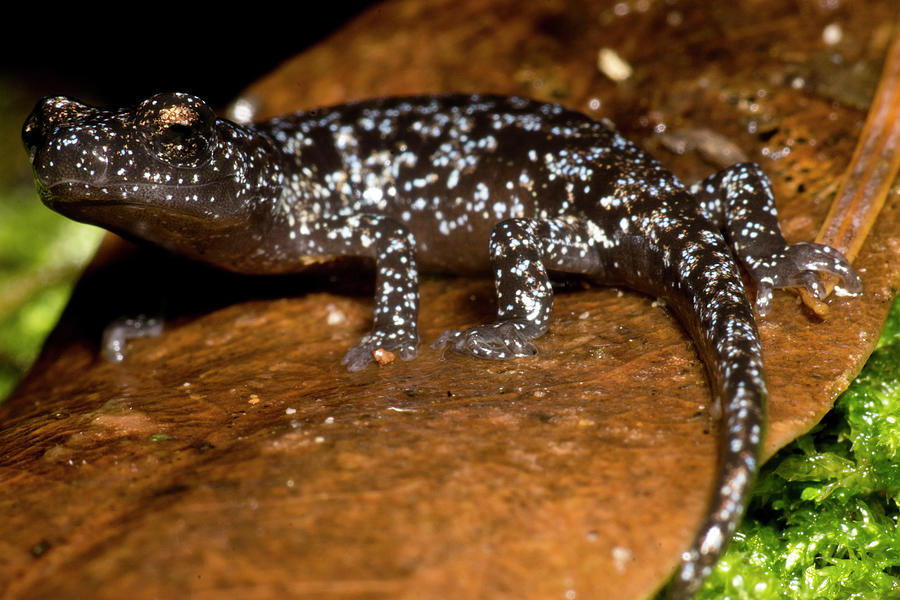 Juvenile Santa Cruz Black Salamander Photograph by Dante Fenolio