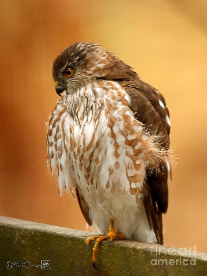 Juvenile Sharp-Shinned Hawk in Winter Photograph by J McCombie