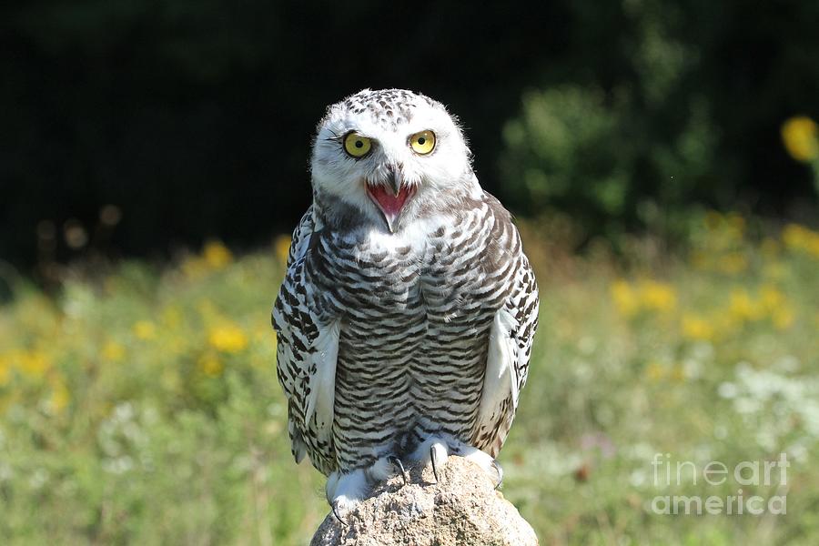 Juvenile snowy owl Photograph by Heather King