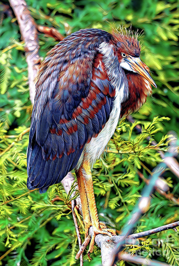 Juvenile Tricolored Heron Art Mixed Media by DB Hayes