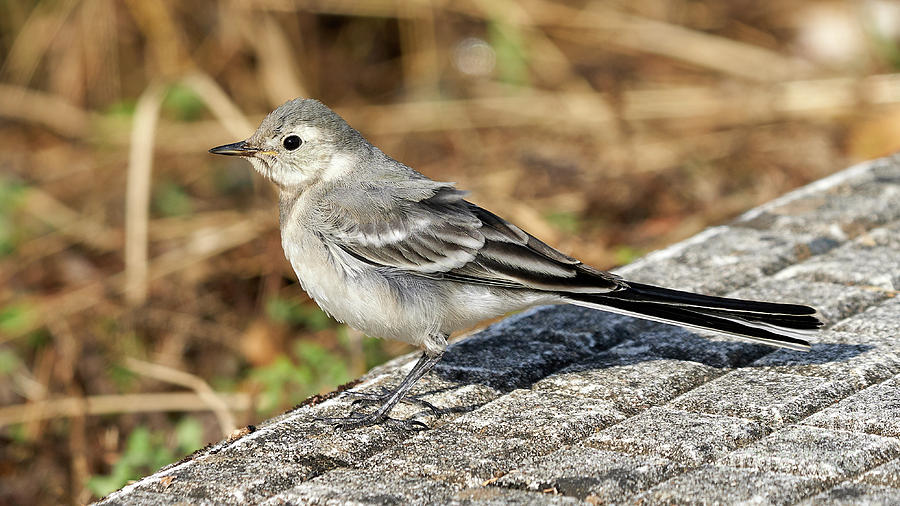 Juvenile White Wagtail Standing Photograph by Pablo Avanzini