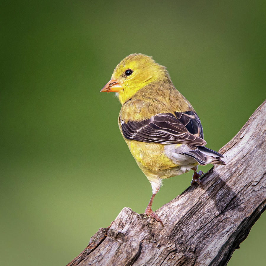 Juvenile Yellow Finch #1  Photograph by David Heilman