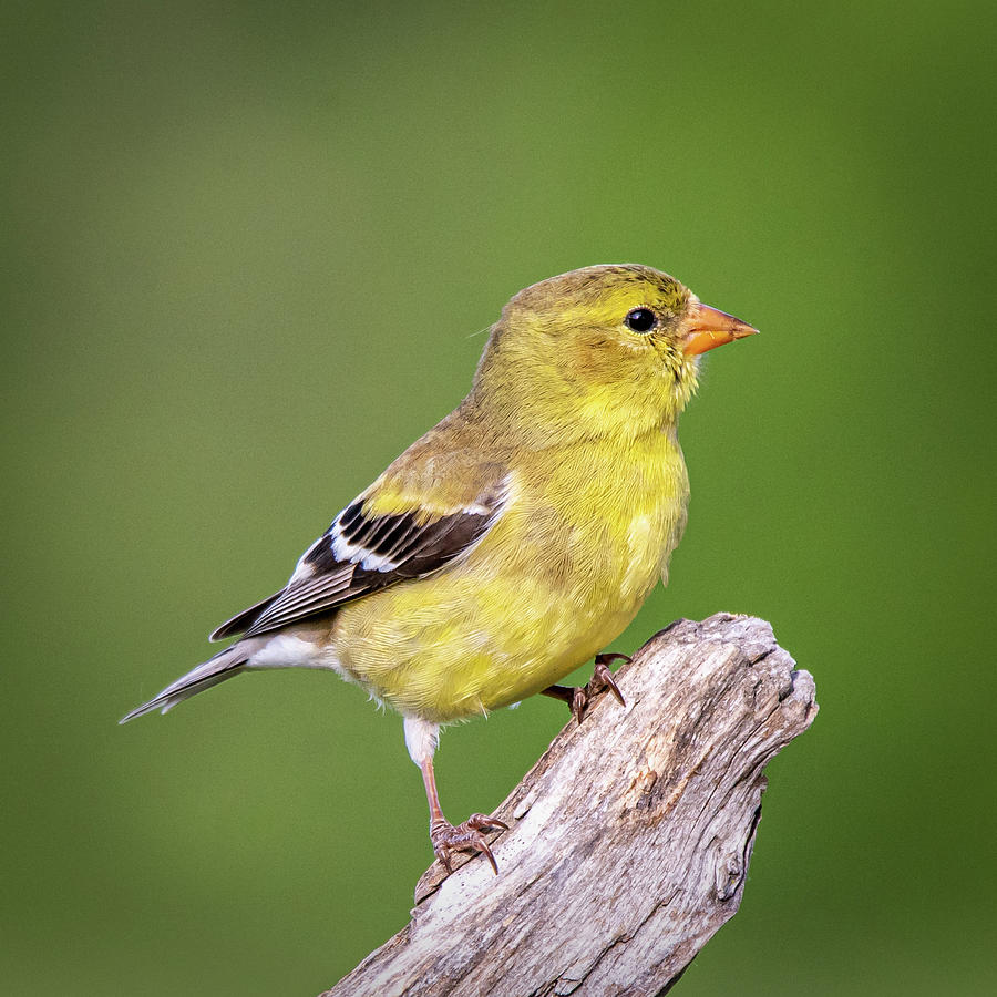 Juvenile Yellow Finch #2  Photograph by David Heilman