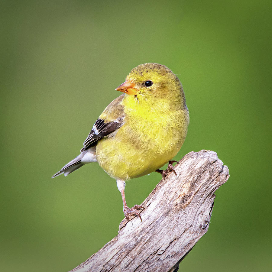 Juvenile Yellow Finch #3  Photograph by David Heilman