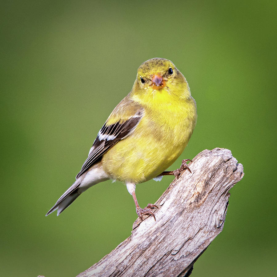 Juvenile Yellow Finch #4  Photograph by David Heilman