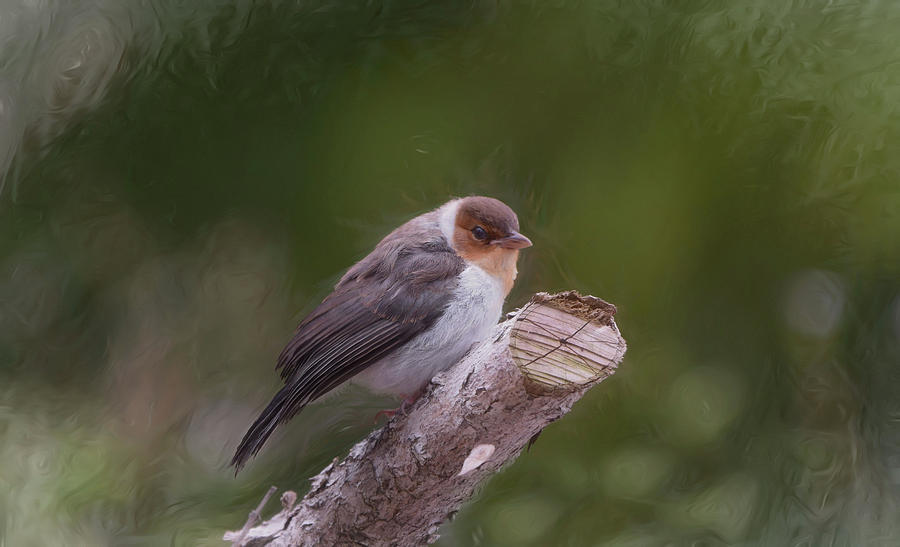 Juvenile Yellowbilled Cardinal by Pamela Walton Juvenile Yellowbilled Cardinal by Pamela Walton