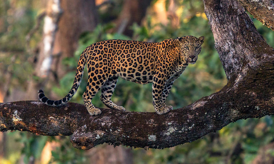 Leopard Photograph - Kabini 31 by Kurien Yohannan