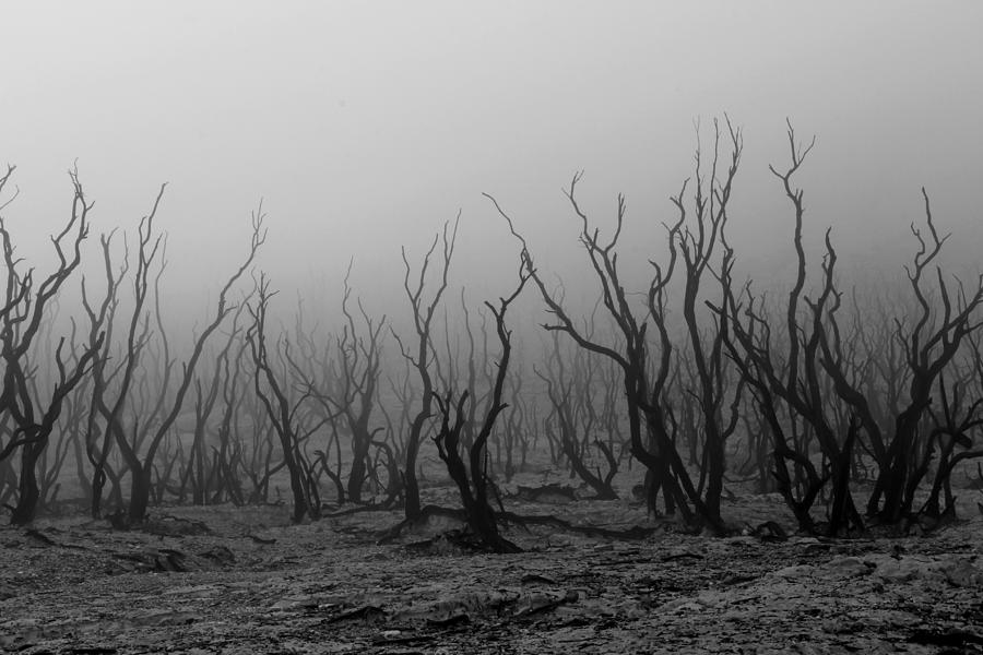 Black And White Photograph - Kabut Pagi Di Hutan Mati by Andrei Amisi