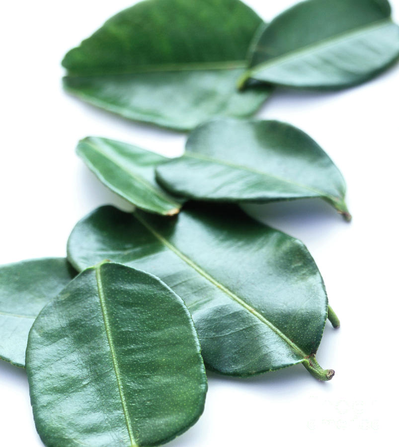 Kaffir Lime Leaves Photograph by Gustoimages/science Photo Library