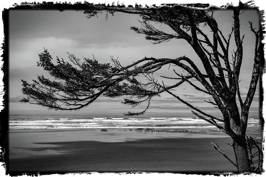 Kalaloch Tree in BW Photograph by Mike Penney - Fine Art America